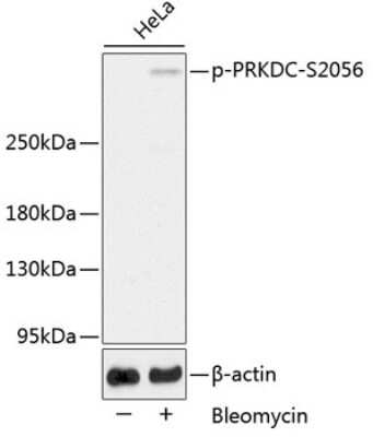 Western Blot: DNA-PKcs [p Ser2056] AntibodyAzide and BSA Free [NBP3-05444]